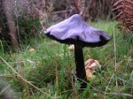 Fungi 8