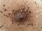 Fungi 2