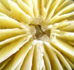 Fungi 5