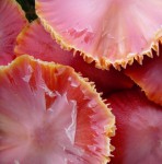 Fungi 6