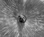 Fungi 4